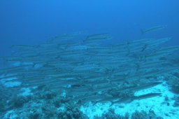 20021008_1_Shaab_Sharm_0028